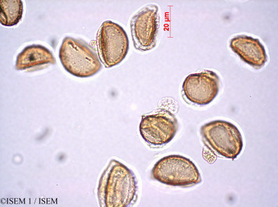 ISEM 1/Isoetes_setacea_80406/Isoetes_setacea_80406_0001(copy)_thumb.jpg